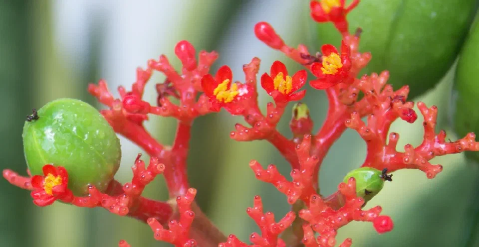 Flores rojas y frutos verdes de jatropha