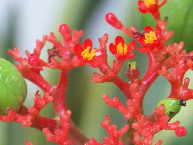 Flores rojas y frutos verdes de jatropha